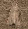 Small Wainscot   Denticucullus pygmina