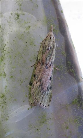 Bee Moth Female. Copyright: Stephen Rolls