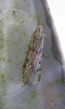 Bee Moth Female. Copyright: Stephen Rolls