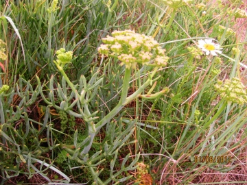 Rock Samphire Copyright: Graham Smith