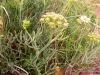 Rock Samphire 