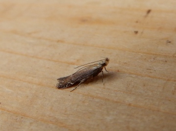 Monochroa cytisella. Copyright: Stephen Rolls