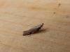Monochroa cytisella. 
