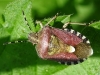 Hairy Shieldbug Copyright: Raymond Small