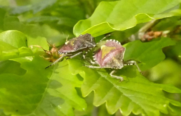 Hairy Shieldbug pair - Backwarden 15.05.23 Copyright: Peter Squire