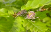 Hairy Shieldbug pair - Backwarden 15.05.23