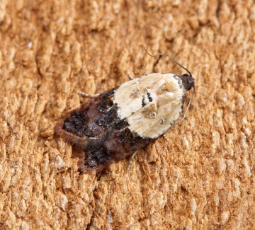 Acleris variegana 1 Copyright: Ben Sale