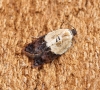 Acleris variegana 1