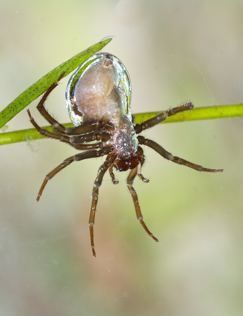 Water Spider Copyright: Neil Phillips