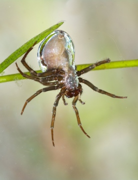 Water Spider Copyright: Neil Phillips