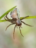 Water Spider Copyright: Neil Phillips