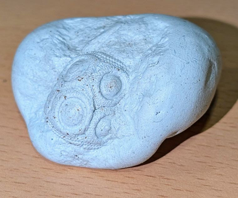 Cidarid sea urchin cast from flint Roxwell Quarry in Blu Tack Copyright: William George
