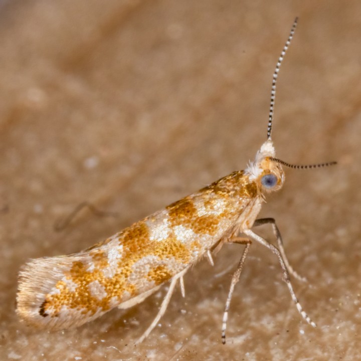 Argyresthia cupressella 11-05-2021 Copyright: Bill Crooks