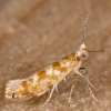 Argyresthia cupressella 11-05-2021 Copyright: Bill Crooks