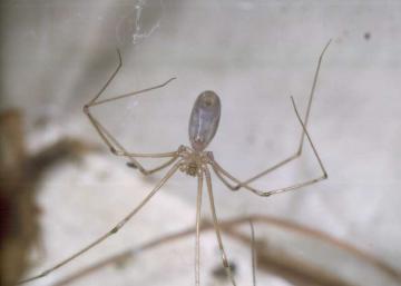 Pholcus phalangioides-2 Copyright: Peter Harvey