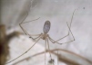 Pholcus phalangioides-2 