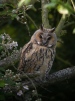 Long-Eared Owl  
