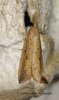 Schoenobius gigantella  4 