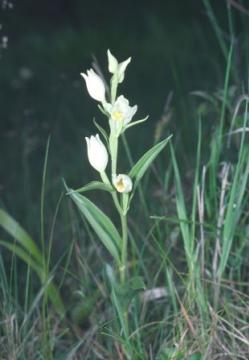 Cephalanthera damasonium Copyright: Peter Harvey