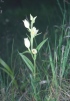 Cephalanthera damasonium