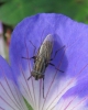 Stomorhina lunata Copyright: Chris Gibson