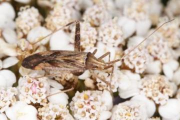 Phytocoris varipes Copyright: Peter Harvey