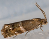 Pammene juniperana 21-06-2024 Copyright: Bill Crooks