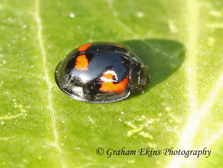 Exochomus quadripustulatus 3 Copyright: Graham Ekins