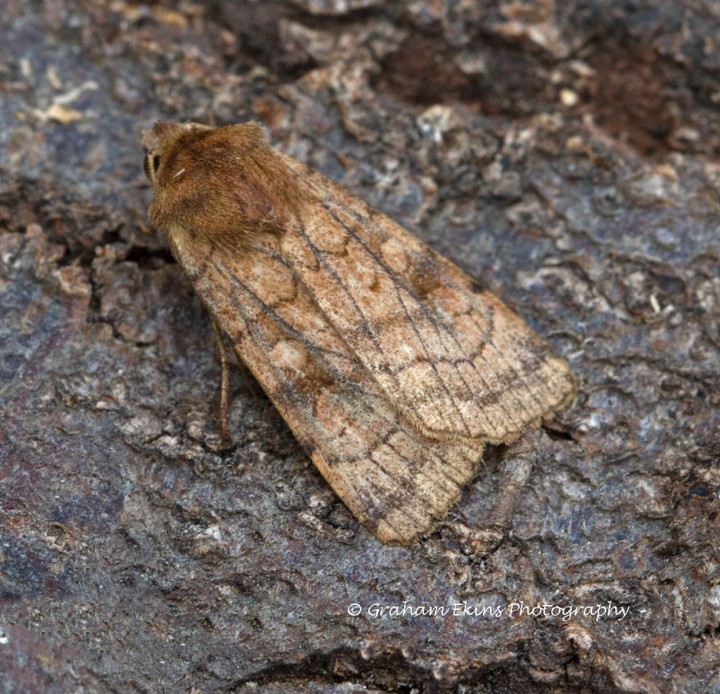 Six-striped Rustic  Xestia sexstrigata 2 Copyright: Graham Ekins