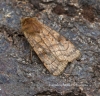 Six-striped Rustic  Xestia sexstrigata 2 Copyright: Graham Ekins