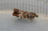 Choreutis pariana. 