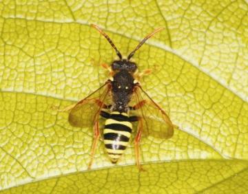 Nomada goodeniana Copyright: Peter Harvey