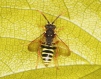 Nomada goodeniana