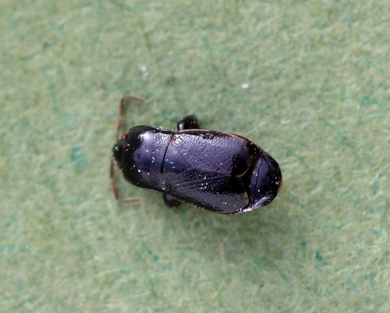 Plinthisus brevipennis Copyright: Yvonne Couch