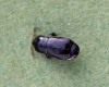 Plinthisus brevipennis 