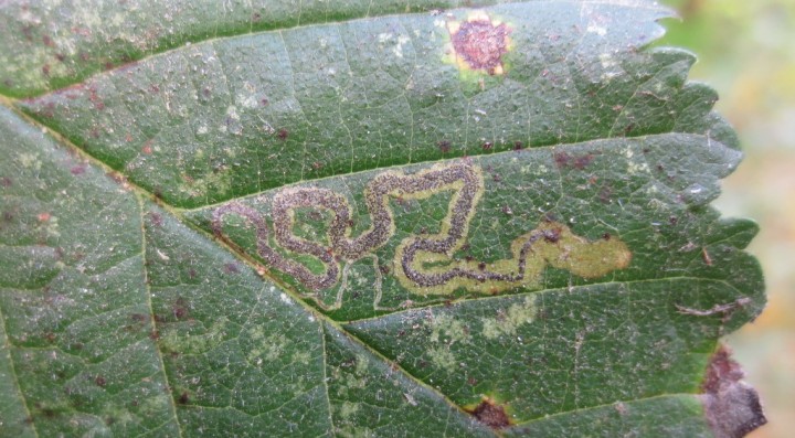 Stigmella lemniscella Copyright: Stephen Rolls