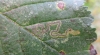 Stigmella lemniscella Copyright: Stephen Rolls