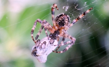 Garden Spider Copyright: Peter Pearson