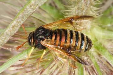 Abia sericea Copyright: Peter Harvey