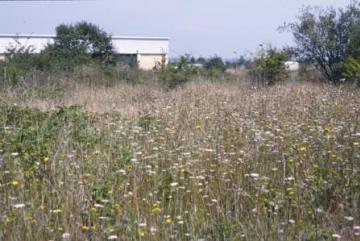 Canvey Wick flower-rich 1 Copyright: Peter Harvey