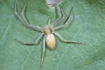 Philodromus albidus Copyright: Peter Harvey