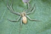 Philodromus albidus