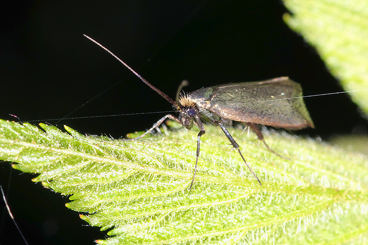 Adela reaumurella (8 May 2011) Copyright: Leslie Butler