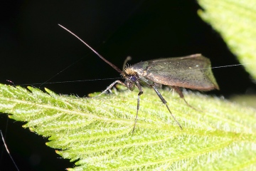 Adela reaumurella (8 May 2011) Copyright: Leslie Butler