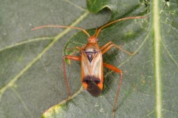 Megacoelum infusum Copyright: Peter Harvey