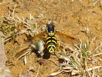 Chrysotoxum festivum Copyright: P Parmenter