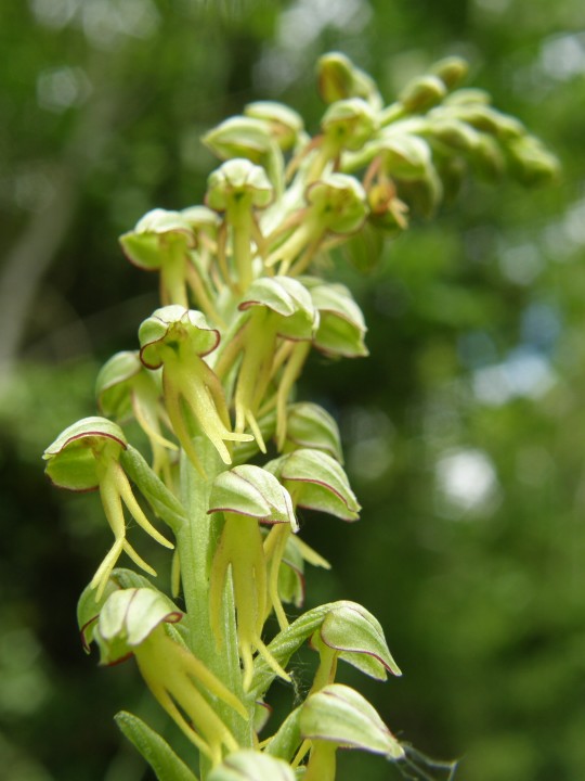 Man orchid Copyright: Sue Grayston