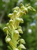 Man orchid 