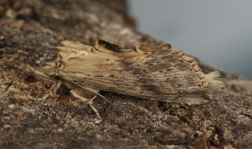 Pale Prominent 4 Copyright: Graham Ekins