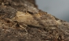 Pale Prominent 4 Copyright: Graham Ekins